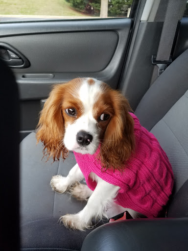 Auto Repair Shop «Next Generation Mechanic», reviews and photos, 4004 Pulaski Hwy, Abingdon, MD 21009, USA