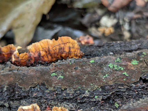 Nature Preserve «Sidney Yates Flatwoods», reviews and photos, N Caldwell Ave, Chicago, IL 60646, USA