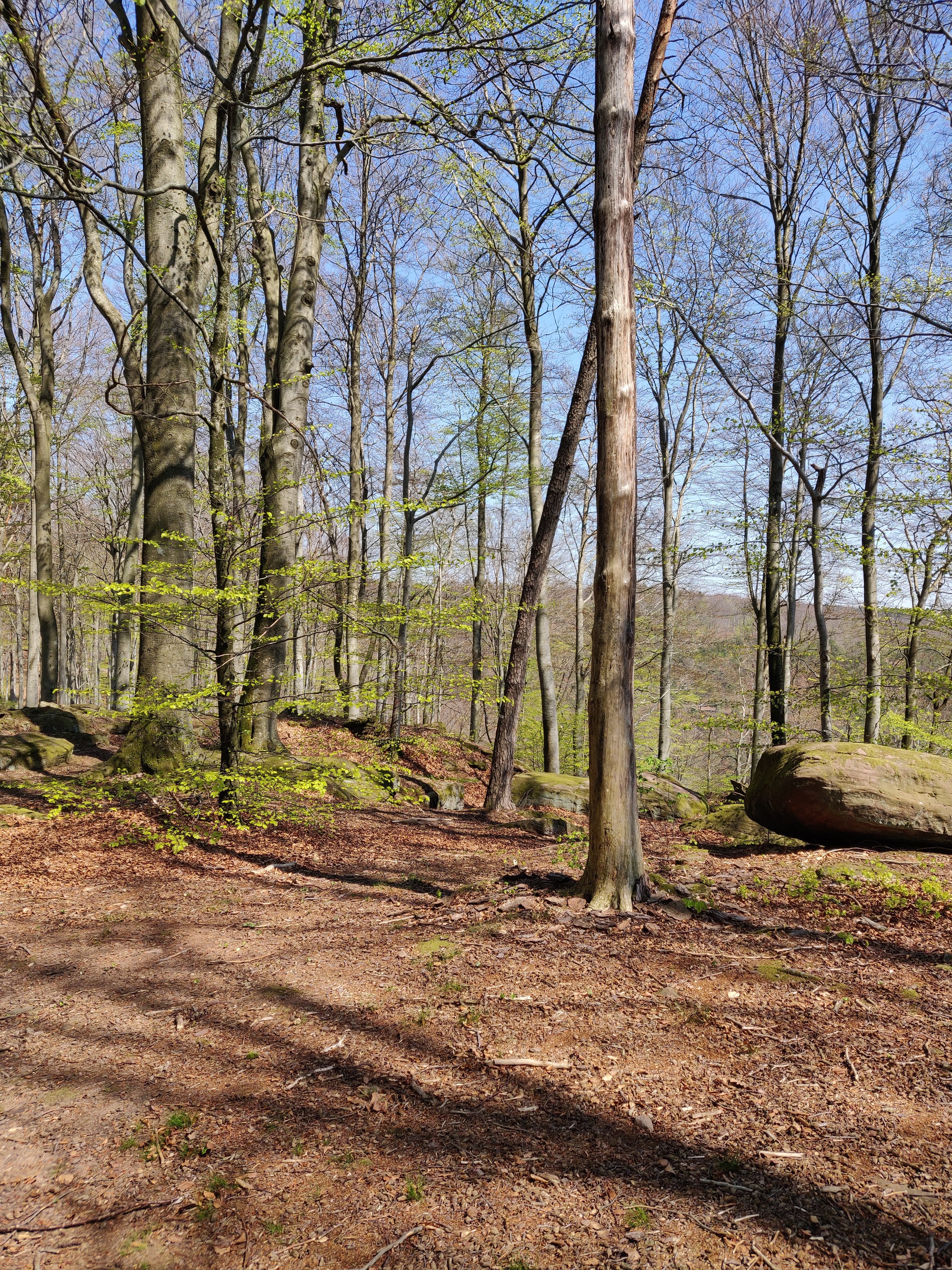 Photo n° 6 de l'avis de Felten.e fait le 19/04/2019 à 14:30
