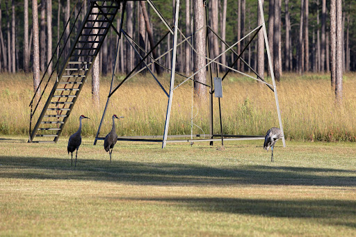 Wildlife Refuge «Mississippi Sandhill Crane National Wildlife Refuge», reviews and photos, 7200 Crane Ln, Gautier, MS 39553, USA