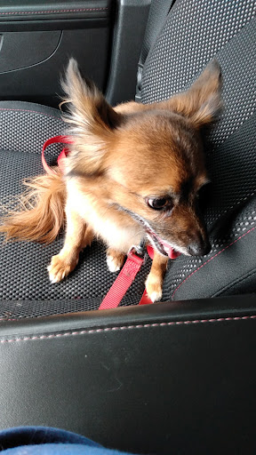 Pet Supply Store «PetSmart», reviews and photos, 44425 Town Center Way a, Palm Desert, CA 92260, USA