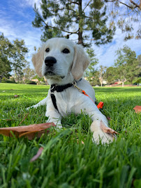 Clickstart Dog Training Academy - Photo 4 - Car repair in Lake Forest, CA, Mission Viejo