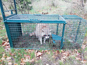 PC Raccoon Piégeage et Capture-Taupier