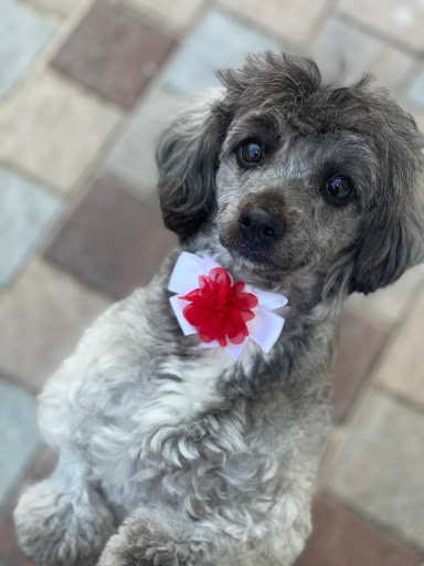 Pet Supply Store «Animal House Grooming & Quality», reviews and photos, 229 W Absecon Blvd, Absecon, NJ 08201, USA