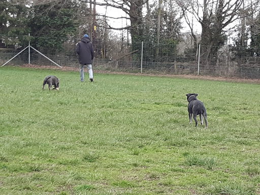 Hounds & Bounds Secure Dog Field