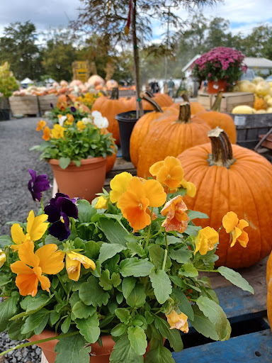 Garden Center «Nalls Produce», reviews and photos, 7310 Beulah St, Alexandria, VA 22315, USA