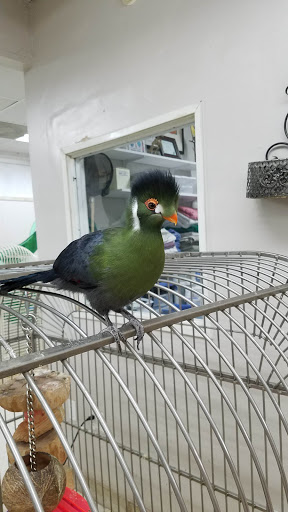 Bird Shop «Arizona Bird Store», reviews and photos, 565 S Dobson Rd, Mesa, AZ 85202, USA