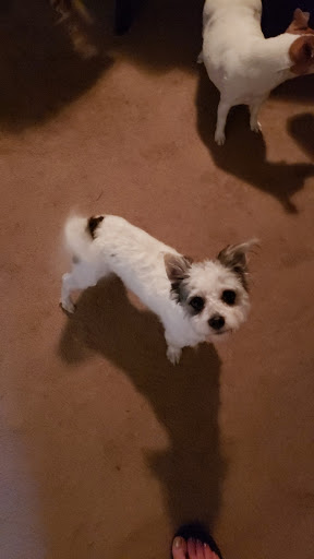 Pet Supply Store «Petco Animal Supplies», reviews and photos, 517 N 3rd Pl, Manhattan, KS 66502, USA