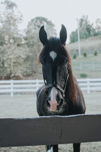 Event Venue «Thomas Farm Weddings and Events», reviews and photos, 519 Tranbarger Rd, Church Hill, TN 37642, USA