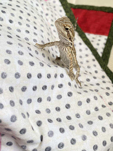 Pet Supply Store «Petco Animal Supplies», reviews and photos, 1320 E Lincoln Way p101, Sparks, NV 89434, USA