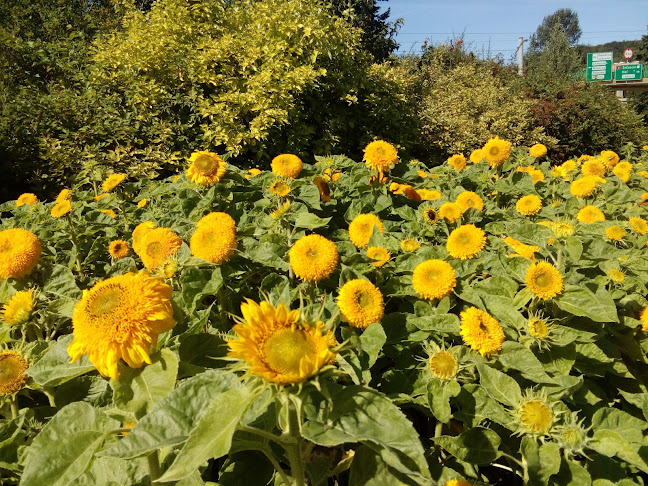 Comentarii opinii despre Flash