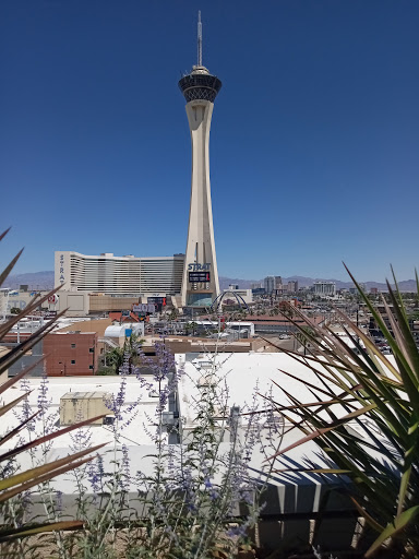 Night Club «Foxtail Pool», reviews and photos, 2535 S Las Vegas Blvd, Las Vegas, NV 89109, USA