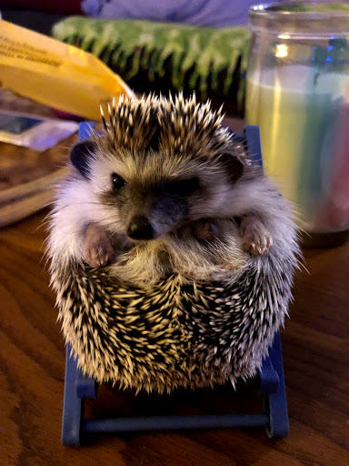 Pet Supply Store «Petco Animal Supplies», reviews and photos, 12641-310 Ocean Gateway, Ocean City, MD 21842, USA