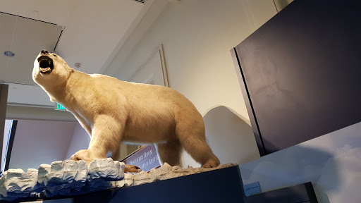 Gift Shop «Smithsonian Museum of Natural History Gift Shops», reviews and photos, 10th St NW & Constitution Avenue Northwest, Washington, DC 20004, USA