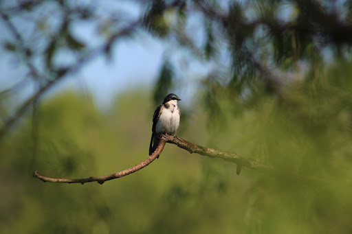 Nature Preserve «Crabtree Nature Center», reviews and photos, 3 Stover Rd, Barrington, IL 60010, USA