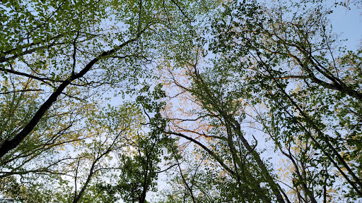 Nature Preserve «Wolf Rock Nature Preserve», reviews and photos, 251 Clover Mill Rd, Storrs, CT 06268, USA