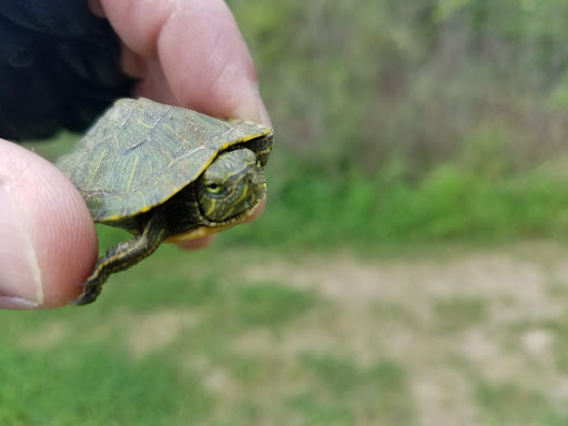 Park «Dennis Johnston Park», reviews and photos, 709 Riley Fuzzel Rd, Spring, TX 77373, USA