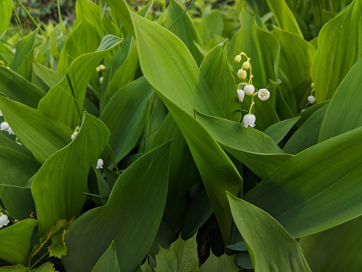 Monument «Minute Man Statue», reviews and photos, Monument St, Concord, MA 01742, USA