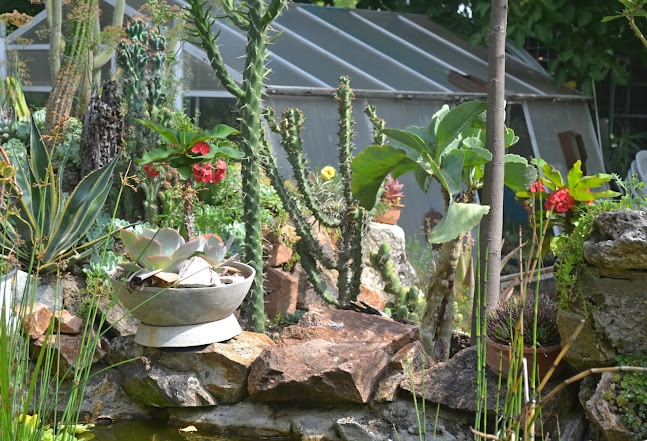 Értékelések erről a helyről: Kaktuszkert, Gárdony - Virágárus