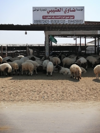 حظيرة ضاوي العتيبي لبيع الاغنام والتيوس البلدي 