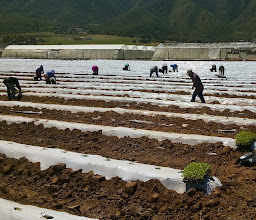 Ensenada Farmers photo