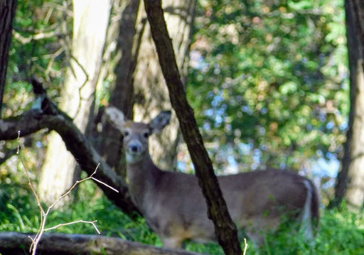 Public Golf Course «Mercer Oaks Golf Course», reviews and photos, 725 Village Rd W, West Windsor Township, NJ 08550, USA