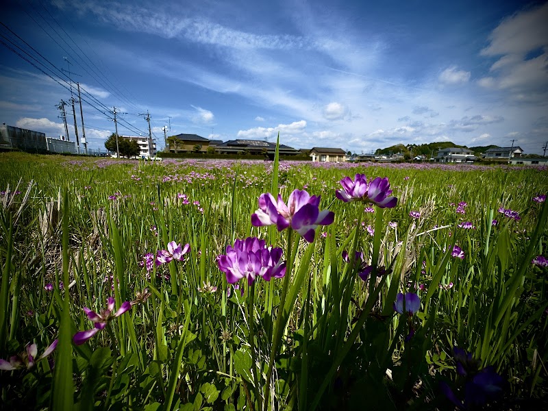 Shimotaruki -ASTRAGALUS SINICUS