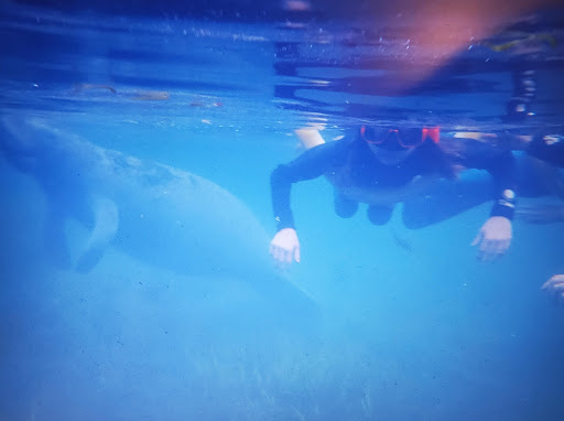Tourist Attraction «Fun 2 Dive - Swim with Manatees», reviews and photos, 135 NE 3rd St, Crystal River, FL 34429, USA