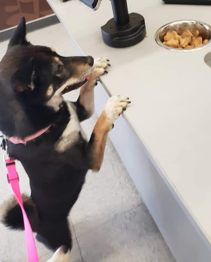 Pet Supply Store «Petco Animal Supplies», reviews and photos, 1660 Orchard Gateway Blvd, North Aurora, IL 60542, USA