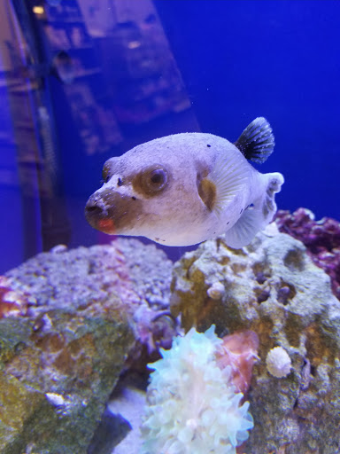 Pet Supply Store «Pet Supplies Plus», reviews and photos, 2600 McFarland Blvd E U, Tuscaloosa, AL 35405, USA