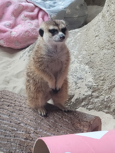 Zoo «Good Zoo & Benedum Theater», reviews and photos, 465 Lodge Dr, Wheeling, WV 26003, USA