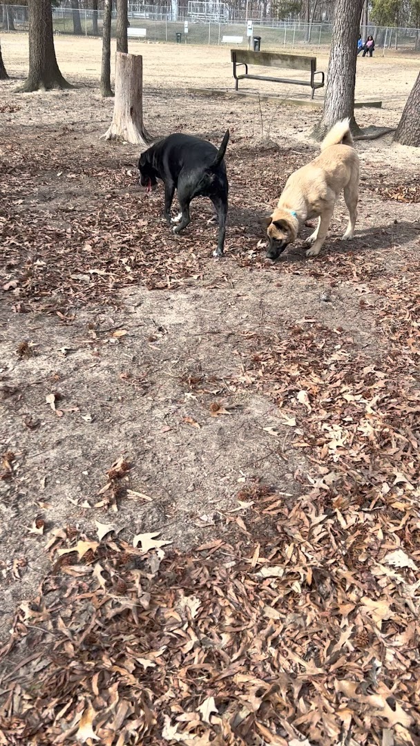 Dog Park White Plains