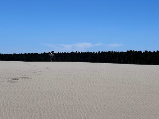 Recreation Center «Sand Master Park - Sandboarding», reviews and photos, 5351 US-101, Florence, OR 97439, USA