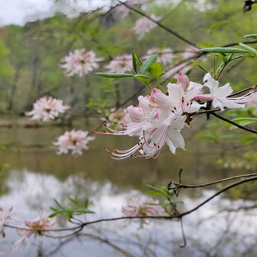 Hiking Area «Gold Branch Trail», reviews and photos, 6156 Lower Roswell Rd, Marietta, GA 30068, USA