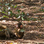 Photo n° 5 de l'avis de Vanessa.a fait le 20/09/2023 à 06:11 pour La Forêt des Singes à Rocamadour