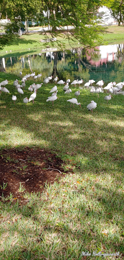 Supermarket «Publix Super Market at Miami Lakes», reviews and photos, 15000 Miami Lakes Dr, Miami Lakes, FL 33014, USA