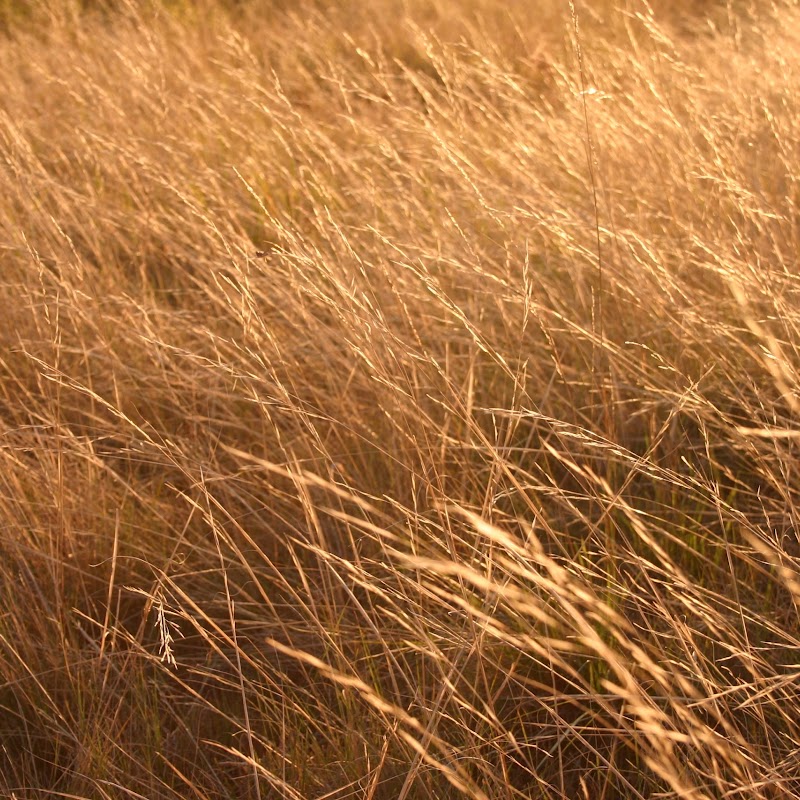 Prairie Treatment Clinic