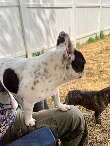 Pet Boarding Service «Howliday Inn Suites & Treats Pet Resort», reviews and photos, 1 Davis Ct, Hurricane, WV 25526, USA