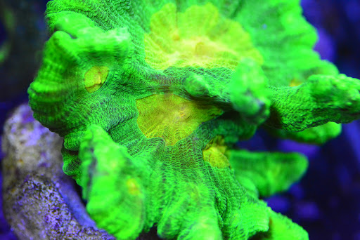 Pet Supply Store «New Wave Aquaria», reviews and photos, 14100 23rd Ave N, Minneapolis, MN 55447, USA