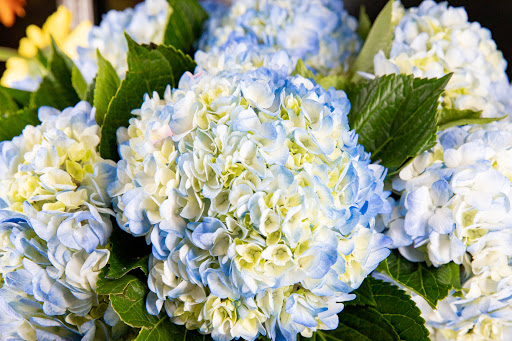 Florist «Majestic Flowers and Gifts», reviews and photos, 1206 Sussex Turnpike, Randolph, NJ 07869, USA