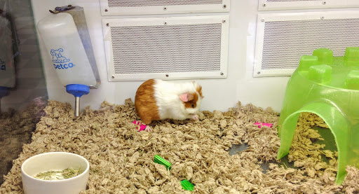 Pet Supply Store «Petco Animal Supplies», reviews and photos, 10464 Baltimore Ave, Beltsville, MD 20705, USA