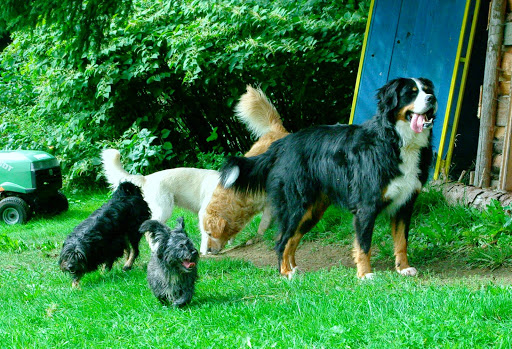 Hunde- und Katzenzentrum Neukirchen vorm Wald unter Neukirchen vorm Wald, 