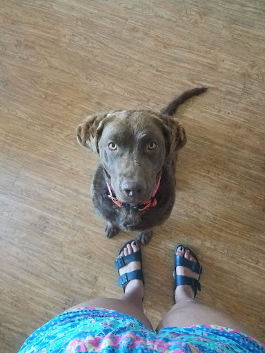 1 Love Dog Rescue image