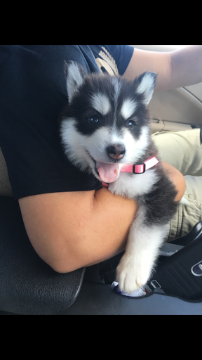 Pet Supply Store «PetSmart», reviews and photos, 1050 McKinley Pl Dr #30, San Marcos, TX 78666, USA