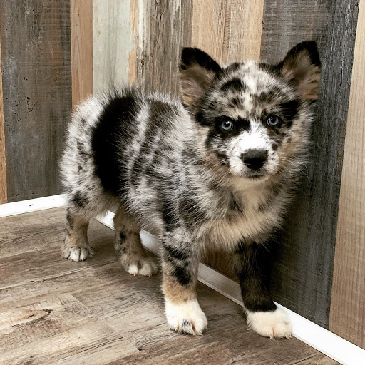 Dog Breeder «Playful Pets», reviews and photos, 115 Ridge Pike, Conshohocken, PA 19428, USA