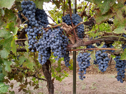 Winery «Clear Creek Vineyard & Winery, Home of the Rio Claro Wines», reviews and photos, 4053 AZ-260, Camp Verde, AZ 86322, USA