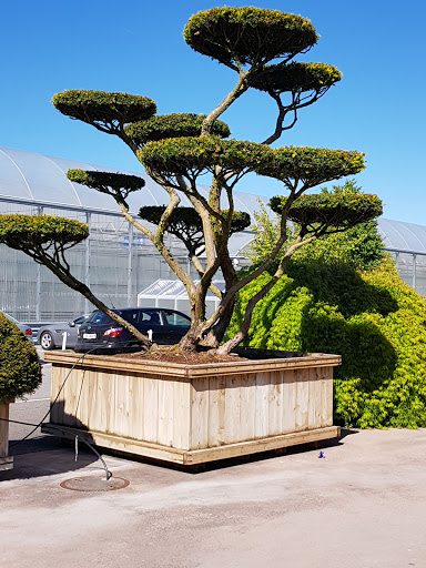 Bonsai classes Zurich