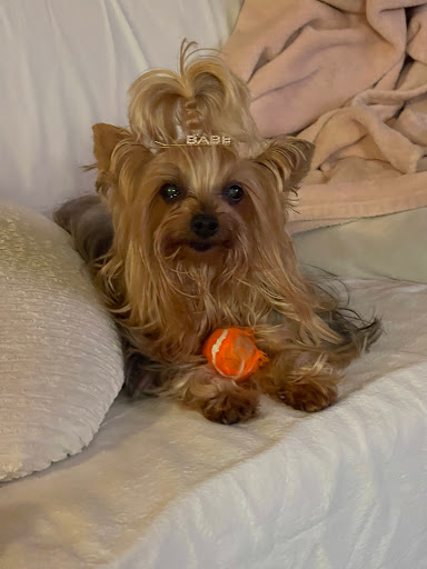 Pet Supply Store «Pet Supplies Plus», reviews and photos, 1411 S Stockton St, Lodi, CA 95240, USA