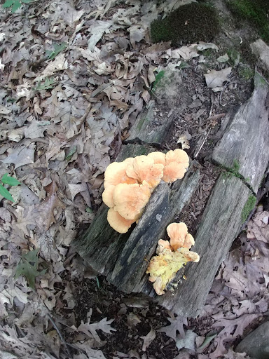 Nature Preserve «Leonard Preserve», reviews and photos, N Union St, Manchester, MI 48158, USA