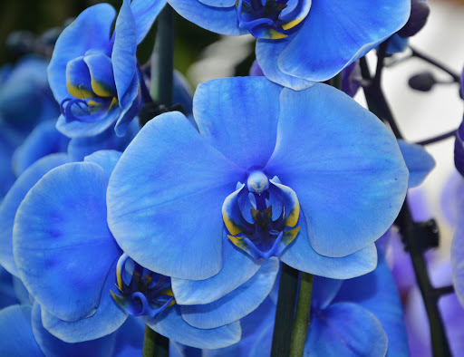 Blue Orchid Nursing Foot Care